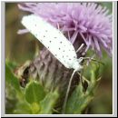 Yponomeuta evonymella - Traubenkirschen-Gespinstmotte 02.jpg